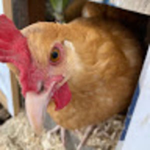 Meet your Posher, Katie